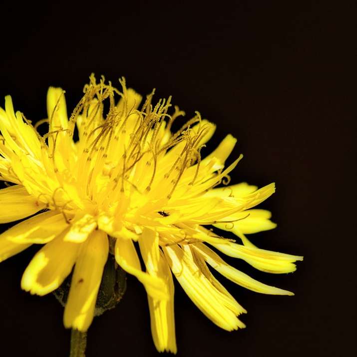Κίτρινο λουλούδι σε μαύρο φόντο online παζλ