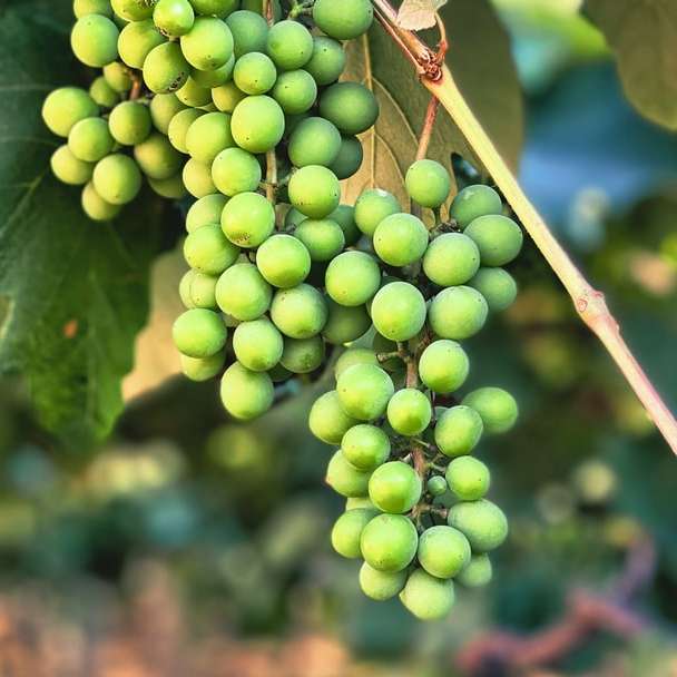 green grapes in tilt shift lens online puzzle