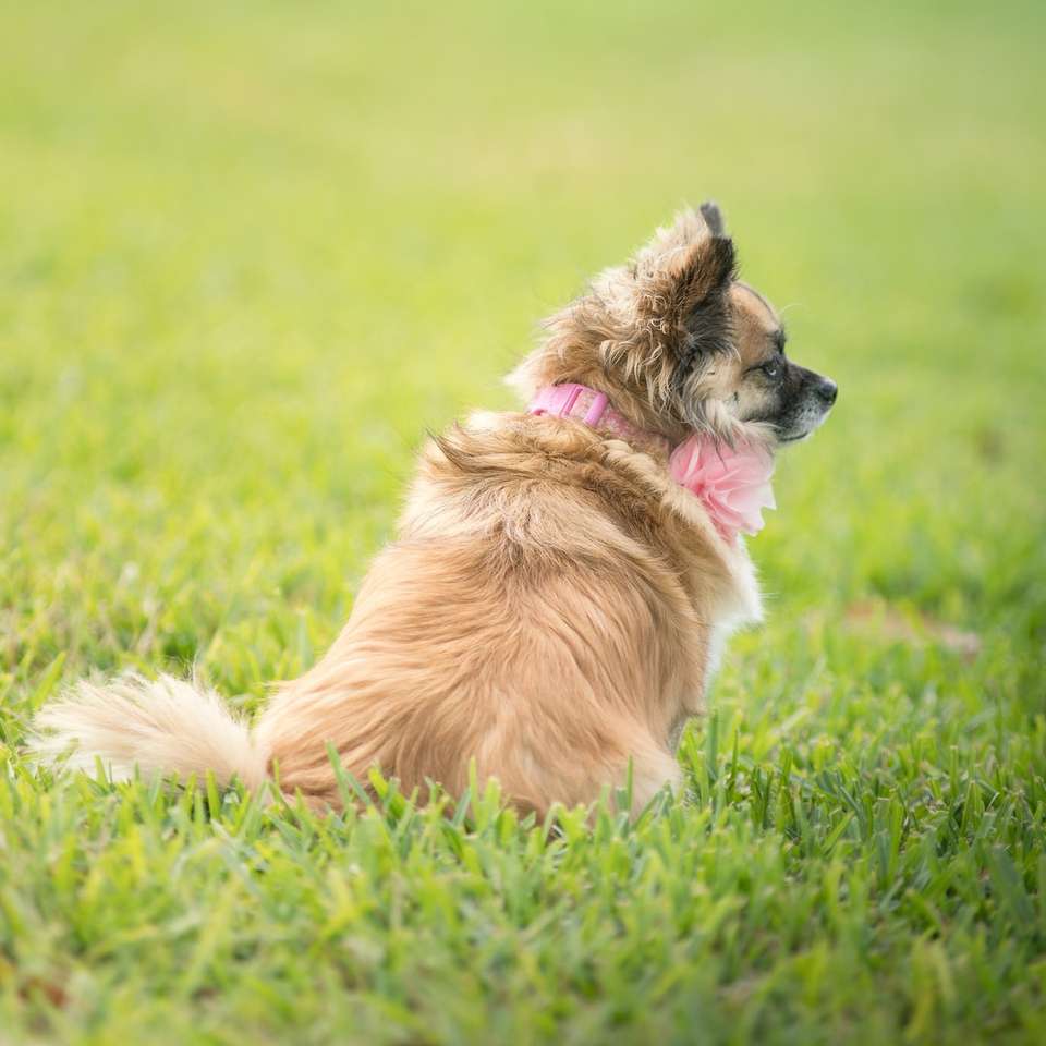 Brązowy i biały długi płaszcz mały pies na zielonej trawie polu puzzle online