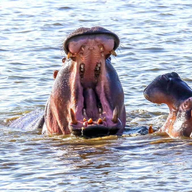 Καφέ ζώο στο νερό κατά τη διάρκεια της ημέρας συρόμενο παζλ online