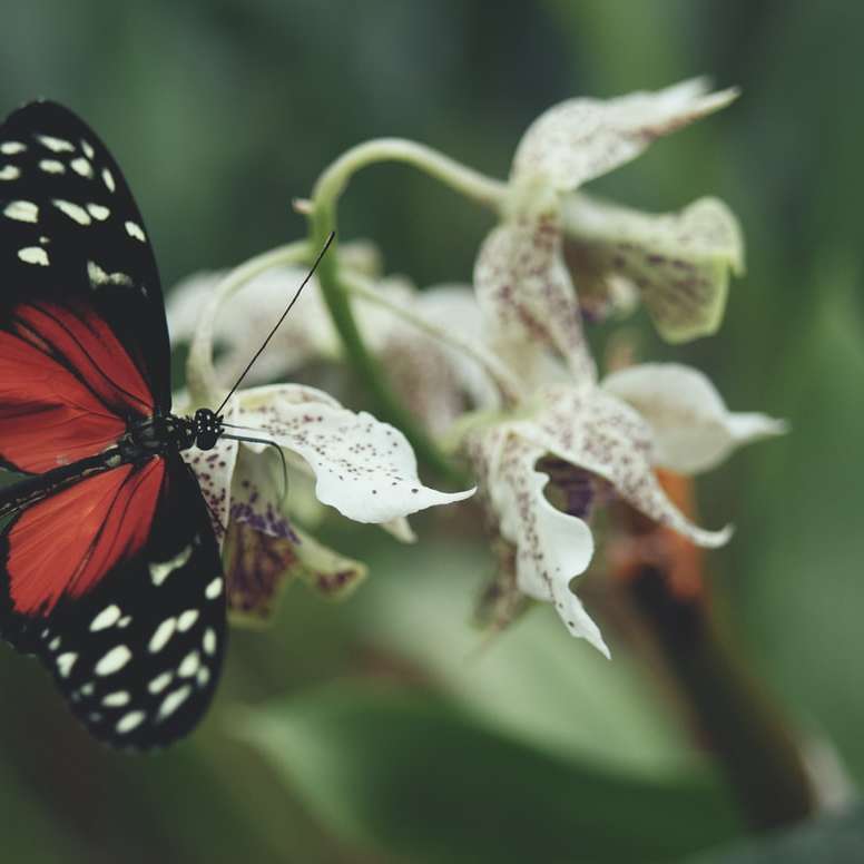 Borboleta preta e branca empoleirada na flor branca puzzle deslizante online