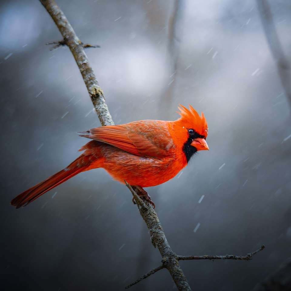 Uccello arancione sul ramo di albero marrone puzzle scorrevole online