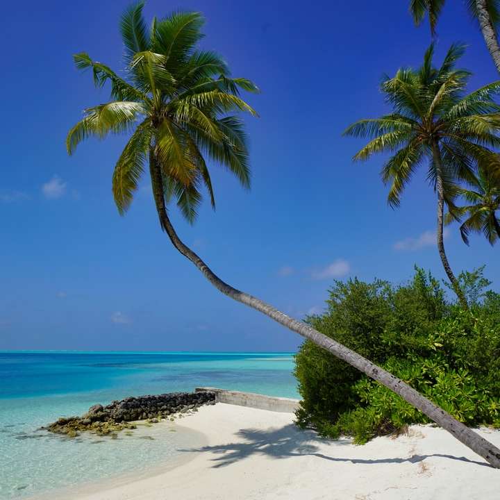 Zielona palma na białej piaszczystej plaży w ciągu dnia puzzle online