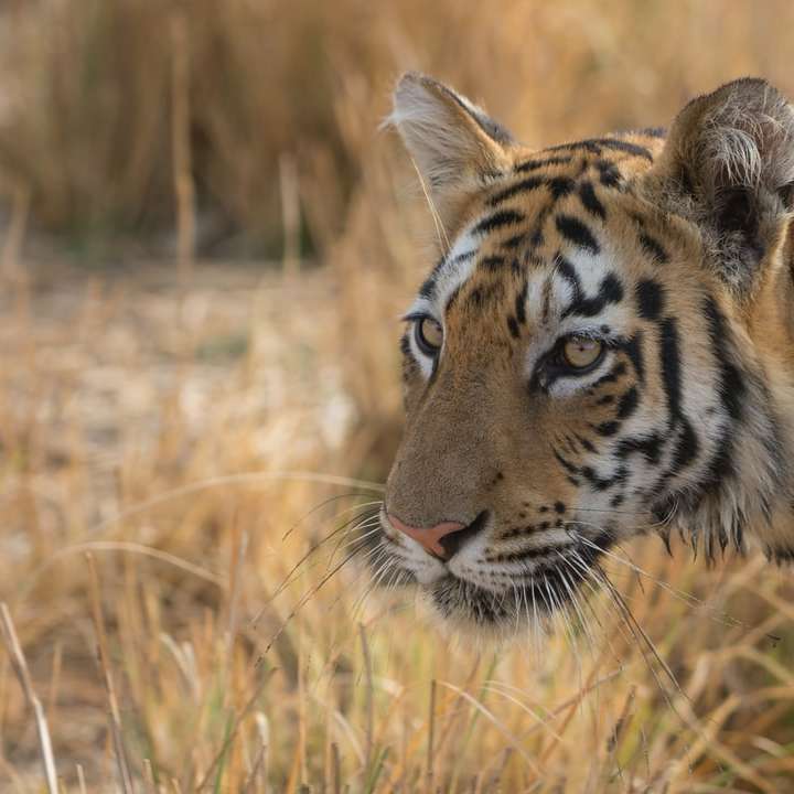 Tiger går på brunt gräs under dagtid Pussel online