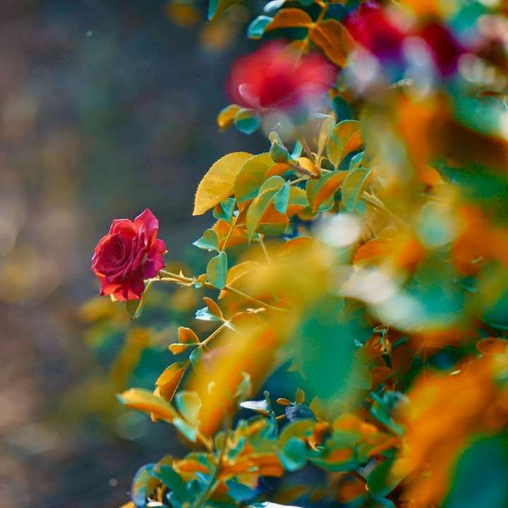 Rosa roja en flor durante el día rompecabezas en línea
