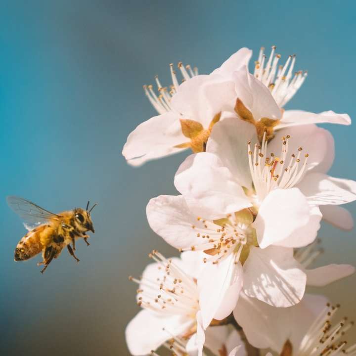 Svart och gul bi på vit blomma Pussel online