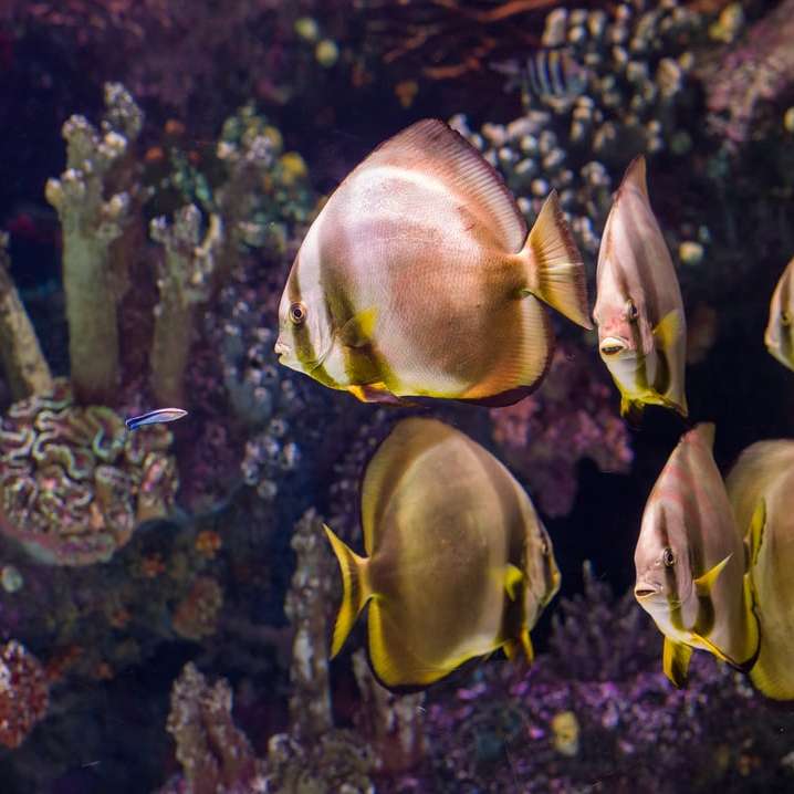 Żółta i czarna ryba w wodzie puzzle przesuwne online