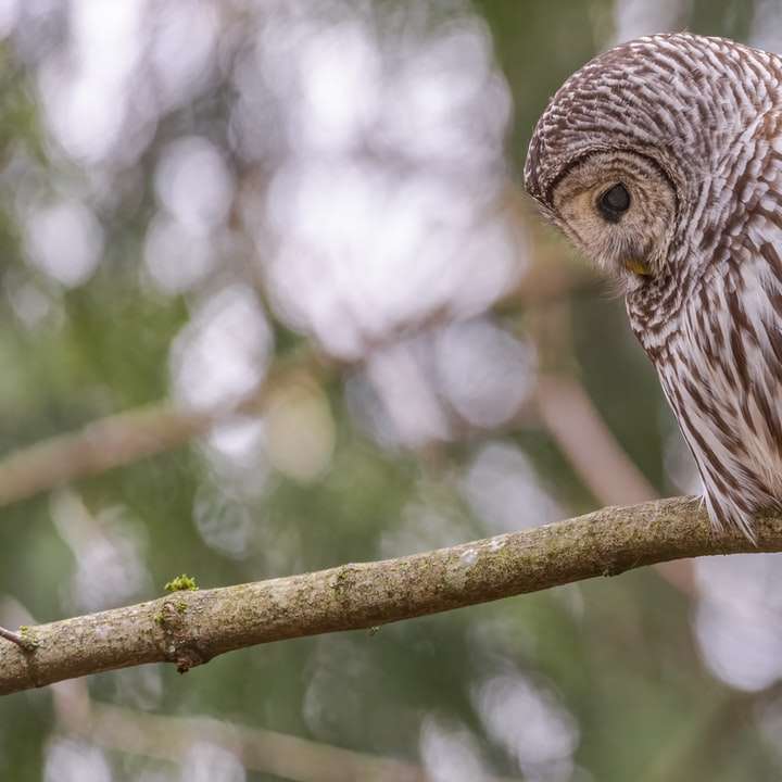 brown owl perched on brown tree branch during daytime online puzzle