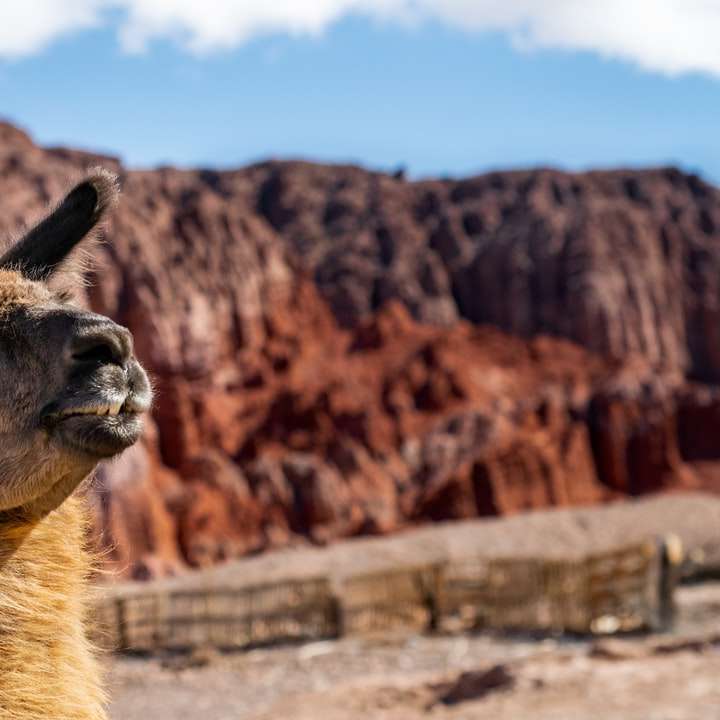brown camel in front of brown rock mountain during daytime online puzzle