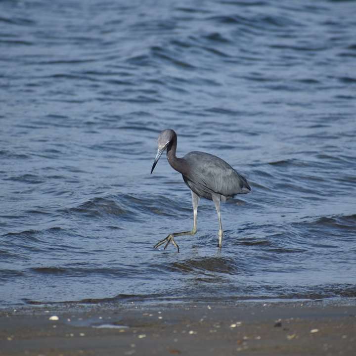 Gray Heron na břehu během dne posuvné puzzle online