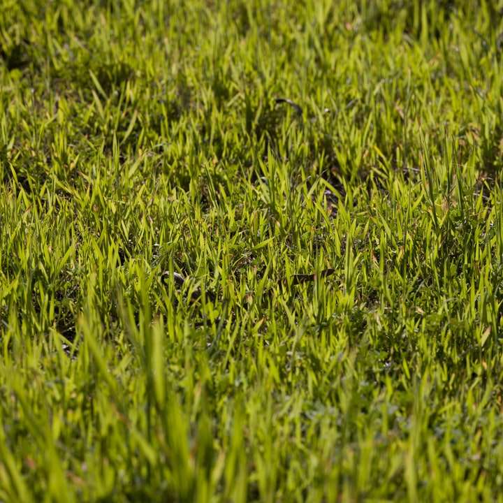 Zielone pole trawy w ciągu dnia puzzle przesuwne online