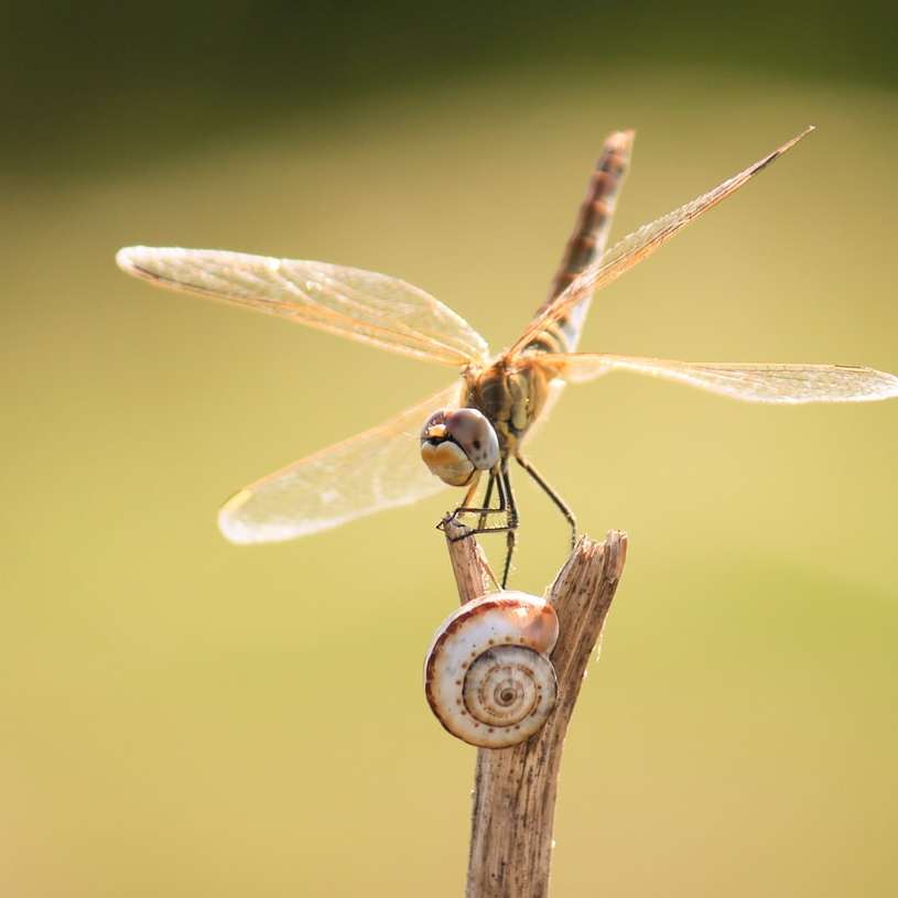 Brązowy i czarny Dragonfly na Brown Stick puzzle przesuwne online