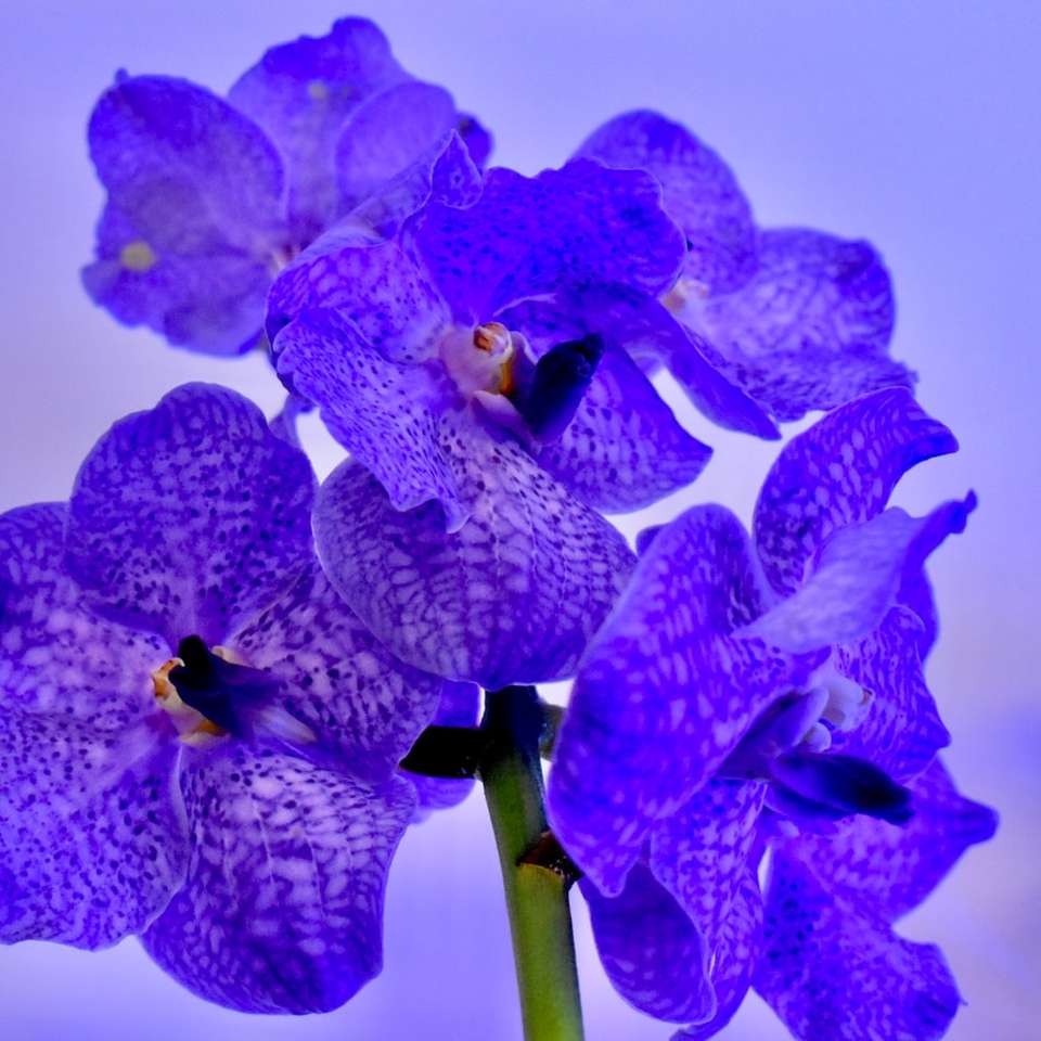 Orquídeas de la polilla púrpura y verde en la floración de cerca Foto rompecabezas en línea