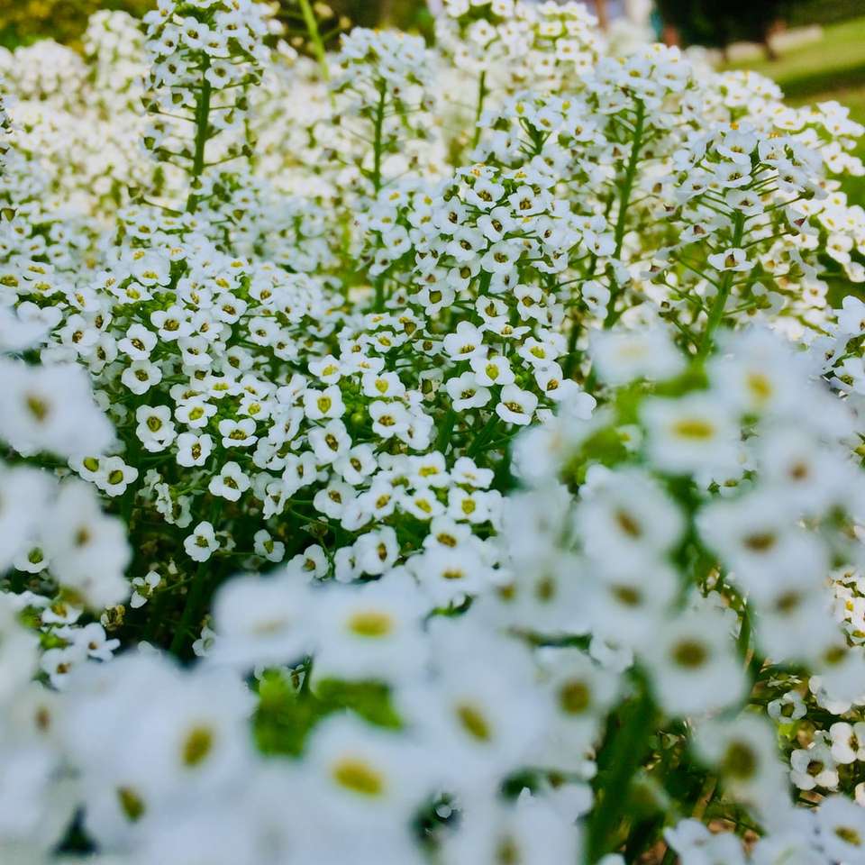 Fehér virágok zöld levelekkel online puzzle