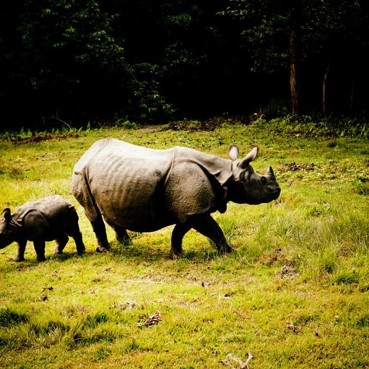 Brown nosorożec na zielonej trawie polu w ciągu dnia puzzle online