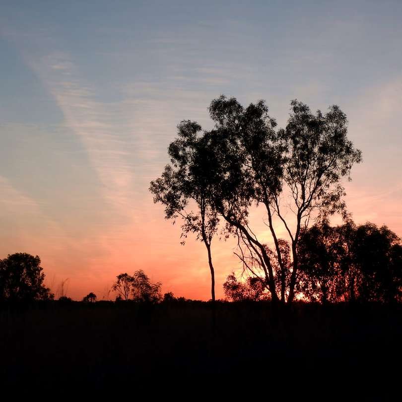 Silhouette d'arbres au coucher du soleil puzzle coulissant en ligne