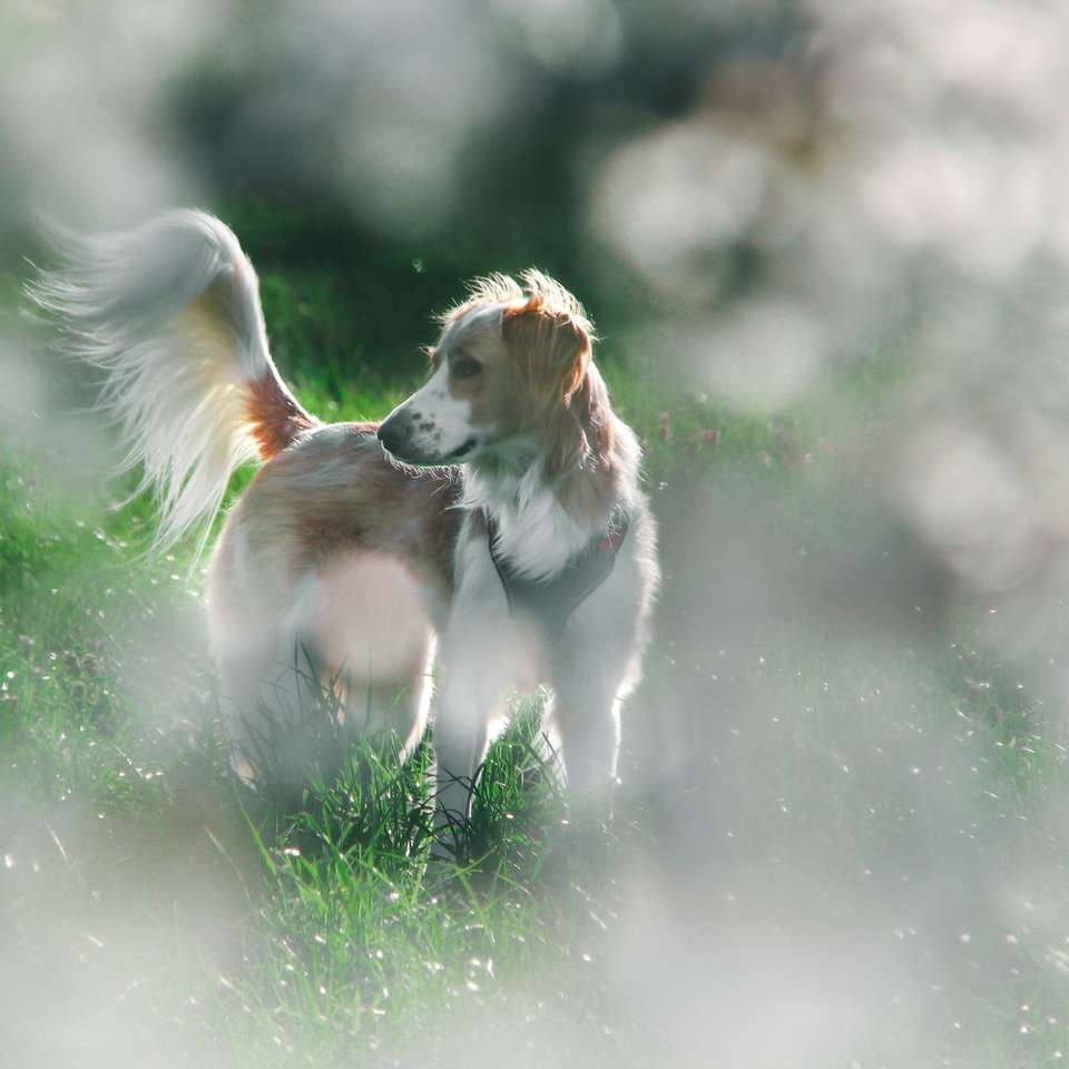 Biały i brązowy długi powlekany pies na zielonej trawie polu puzzle przesuwne online