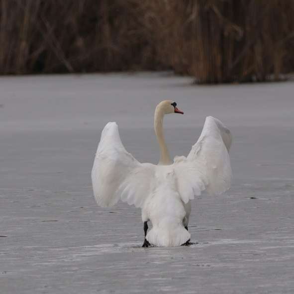 Swan alb pe corpul apei în timpul zilei puzzle online