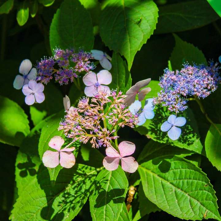 Fioletowe i białe kwiaty z zielonymi liśćmi puzzle online