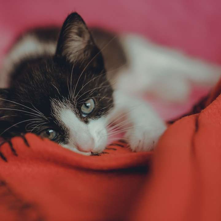 Tuxedo-Katze, die auf orange Textil liegt Online-Puzzle