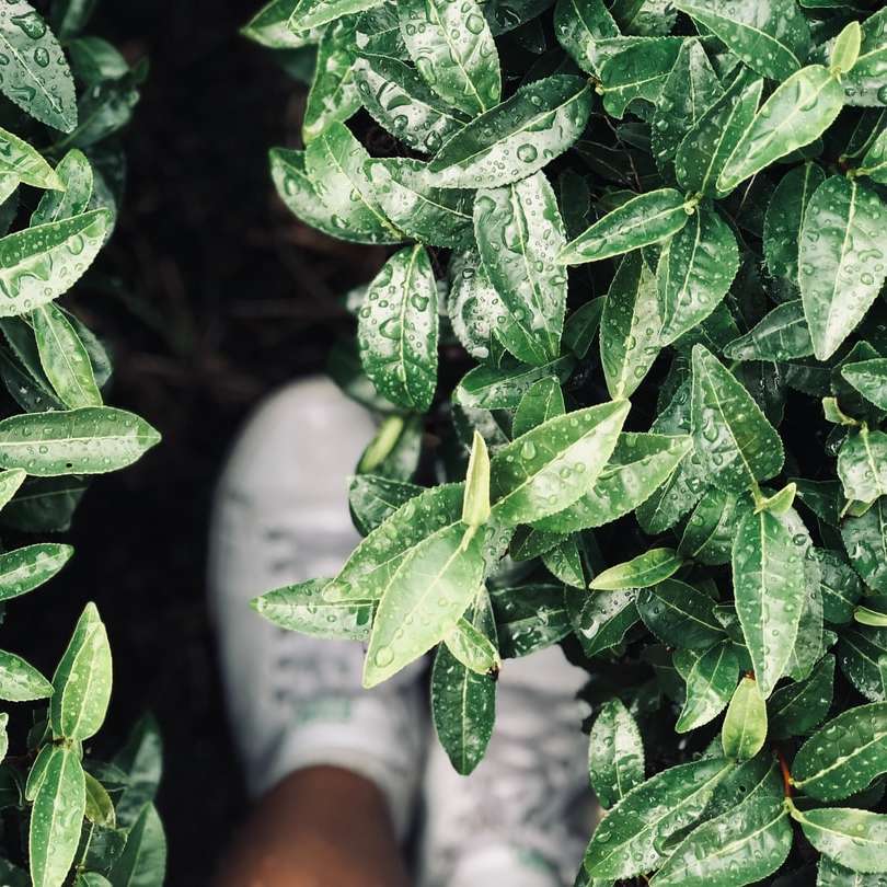 зелене листя на білій поверхні розсувний пазл онлайн