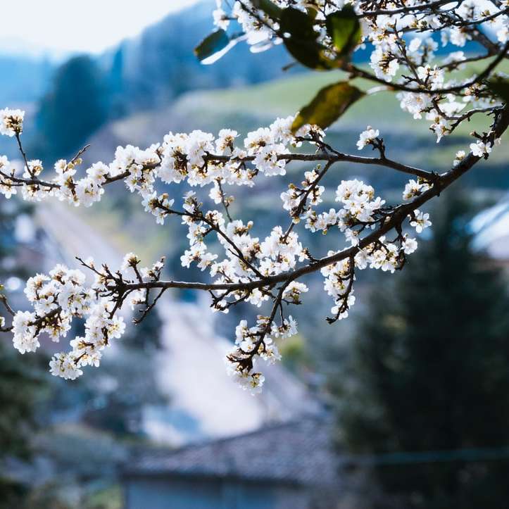 Białe kwiaty na zielonych liściach w ciągu dnia puzzle przesuwne online