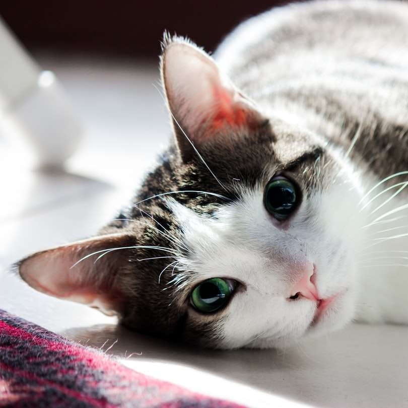бяла и черна котка, лежаща на розов текстил онлайн пъзел