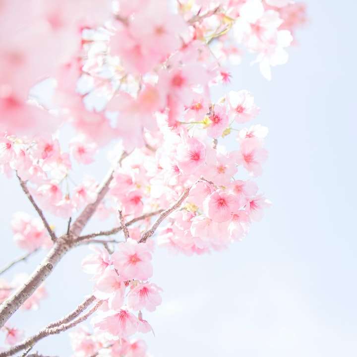 Flor rosa de cerezo en cierre encima de la fotografía puzzle deslizante online