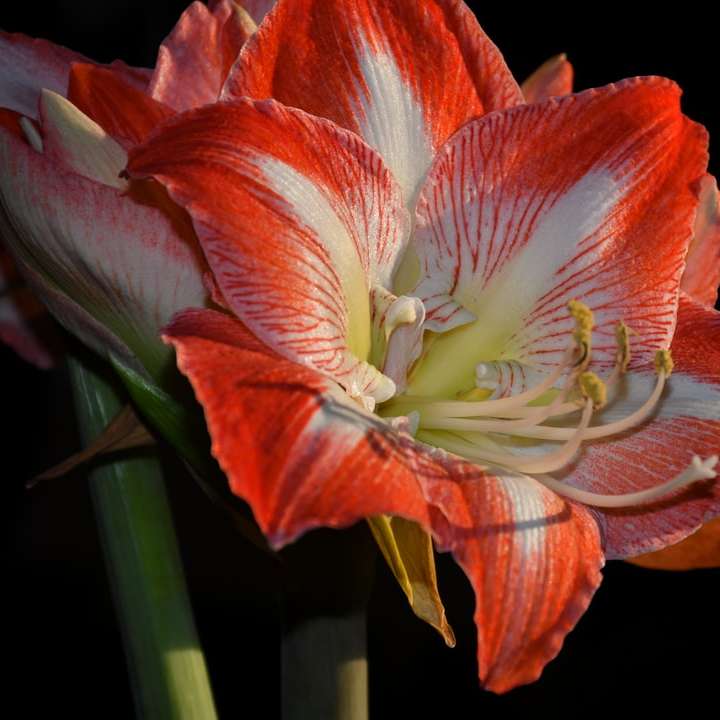 Κόκκινο και λευκό λουλούδι σε κοντινή φωτογραφία συρόμενο παζλ online