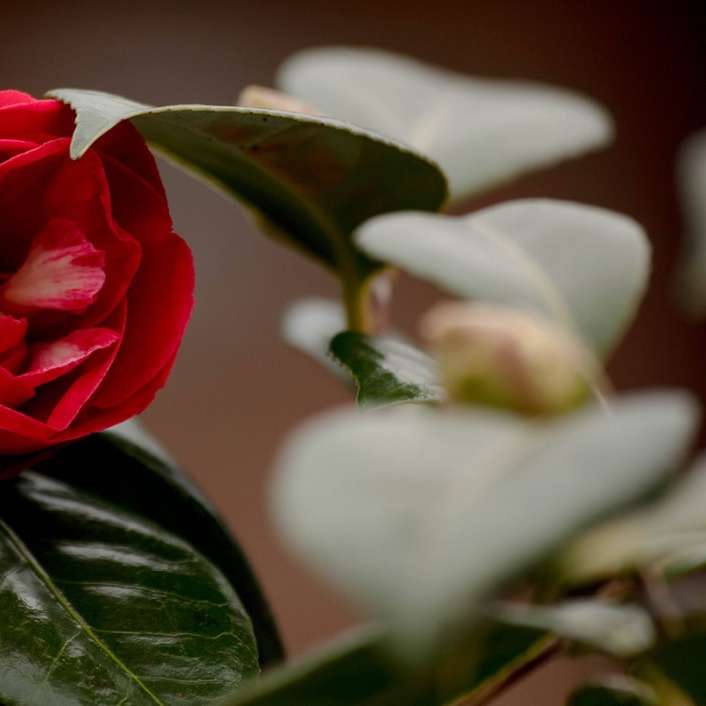 röd ros i blom under dagtid Pussel online