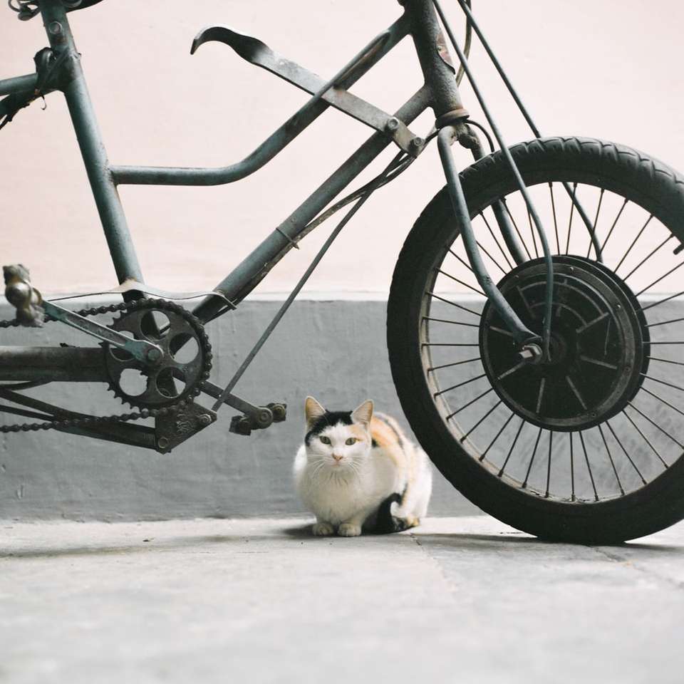 Gato blanco y marrón en la rueda de bicicleta negra puzzle deslizante online