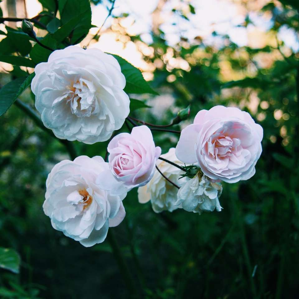 розовые цветы в тилт-шифт объективах онлайн-пазл