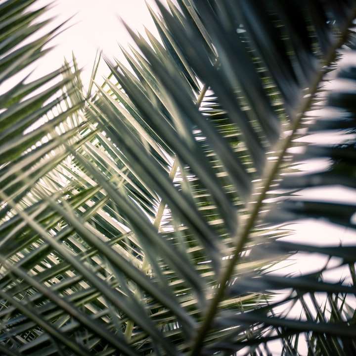 Zelená palma pod modrou oblohou během dne online puzzle