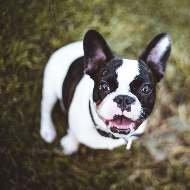 Filhote de cachorro de buldogue francês preto e branco no campo de grama verde puzzle online