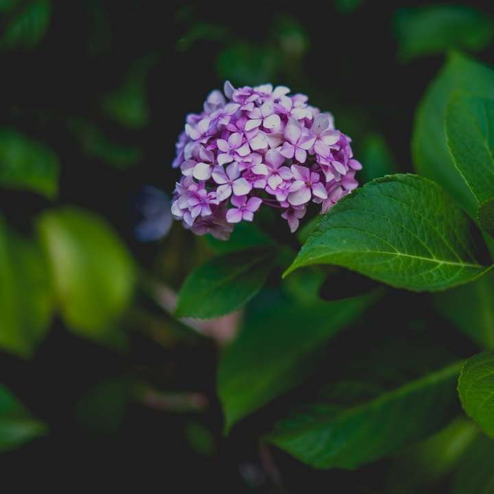 Purpurowy kwiat w zielonych liściach puzzle online