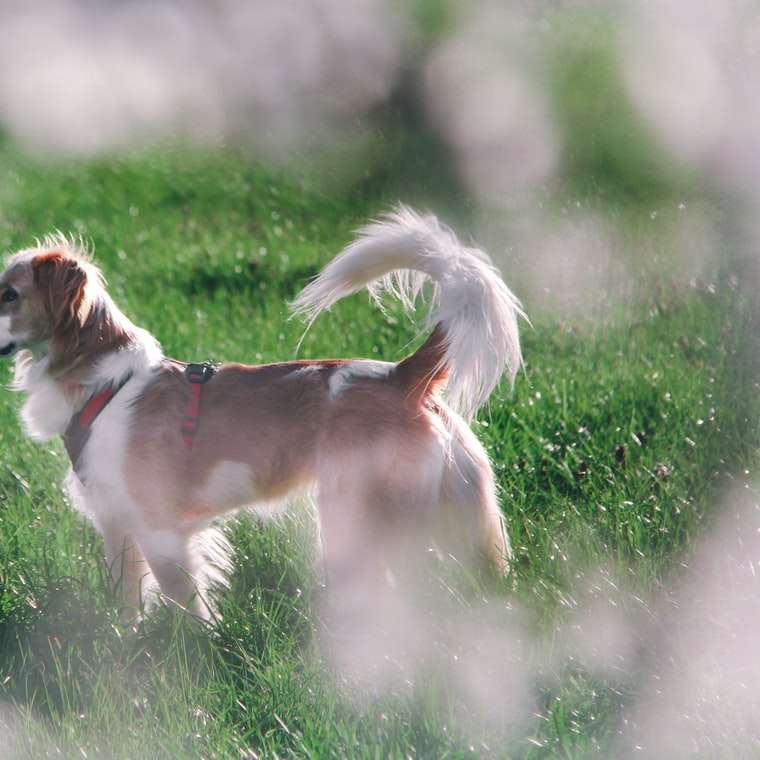 Cão revestido curto marrom e branco no campo de grama verde puzzle deslizante online