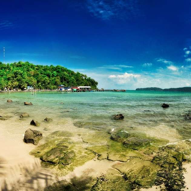 Zöld pálmafák a tengerparton nappali napközben online puzzle