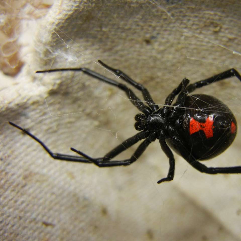 μαύρη αράχνη χήρα συρόμενο παζλ online