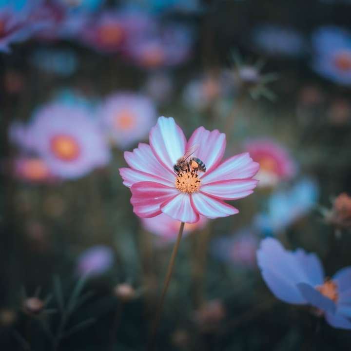pink and white flower in tilt shift lens sliding puzzle online