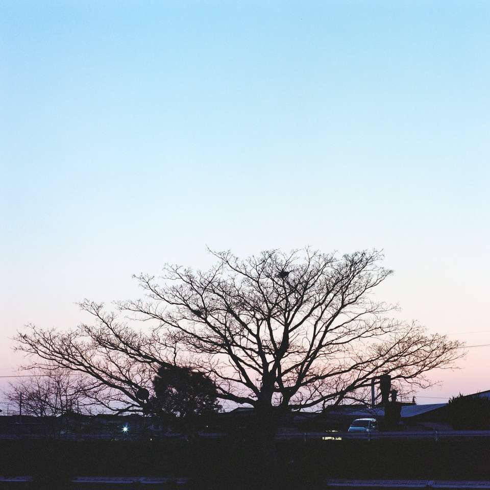 nakna träd under blå himmel under dagtid glidande pussel online