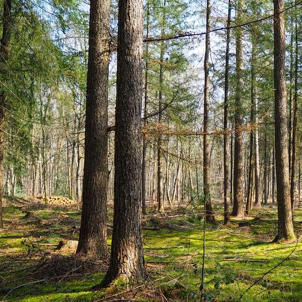 Grüne Bäume auf grüner Grasfeld tagsüber Schiebepuzzle online