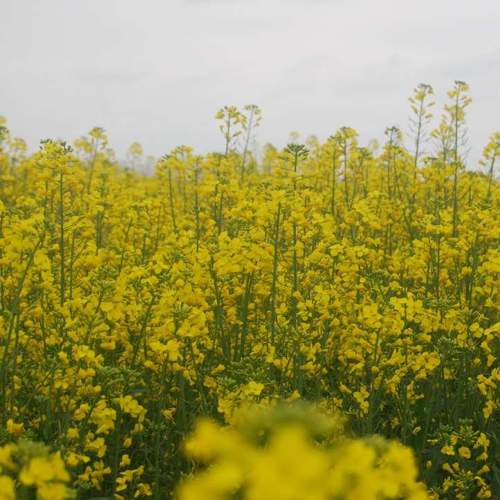 Žluté květinové pole během dne posuvné puzzle online