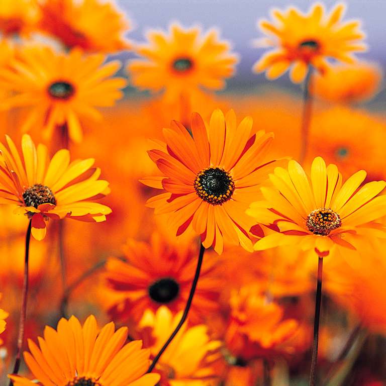 πορτοκαλί λουλούδια συρόμενο παζλ online