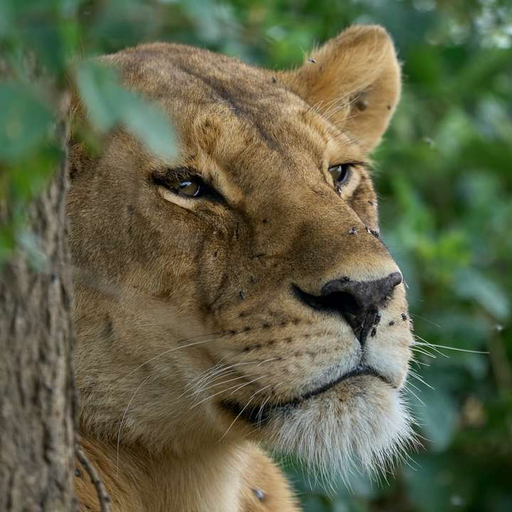 Brown Lioness v zblízka fotografování během dne online puzzle