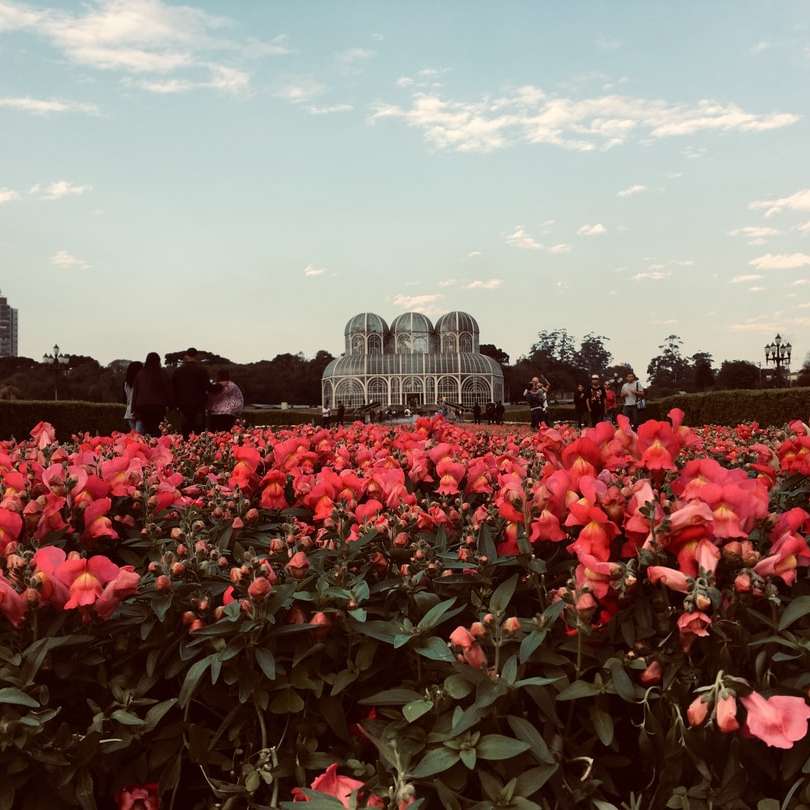 Czerwony kwiat pole w pobliżu budynków miasta w ciągu dnia puzzle online