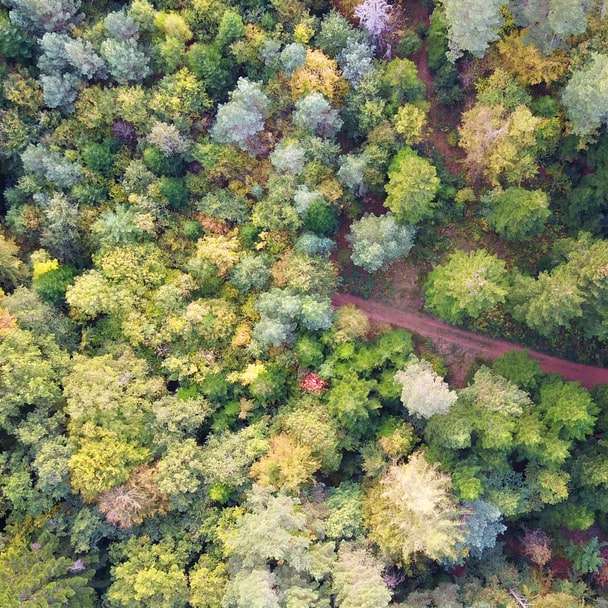 Zöld és barna fa tétel csúszó puzzle online