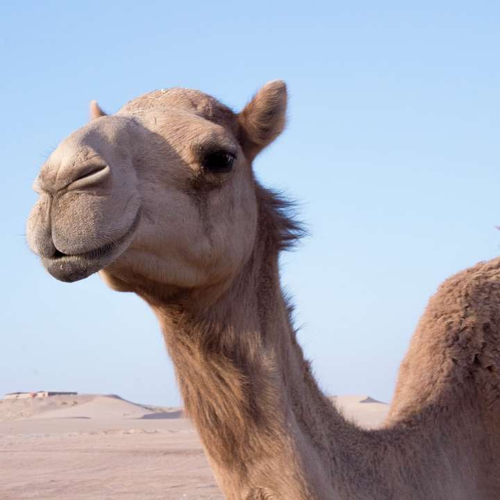 Bruine kameel op woestijn overdag online puzzel