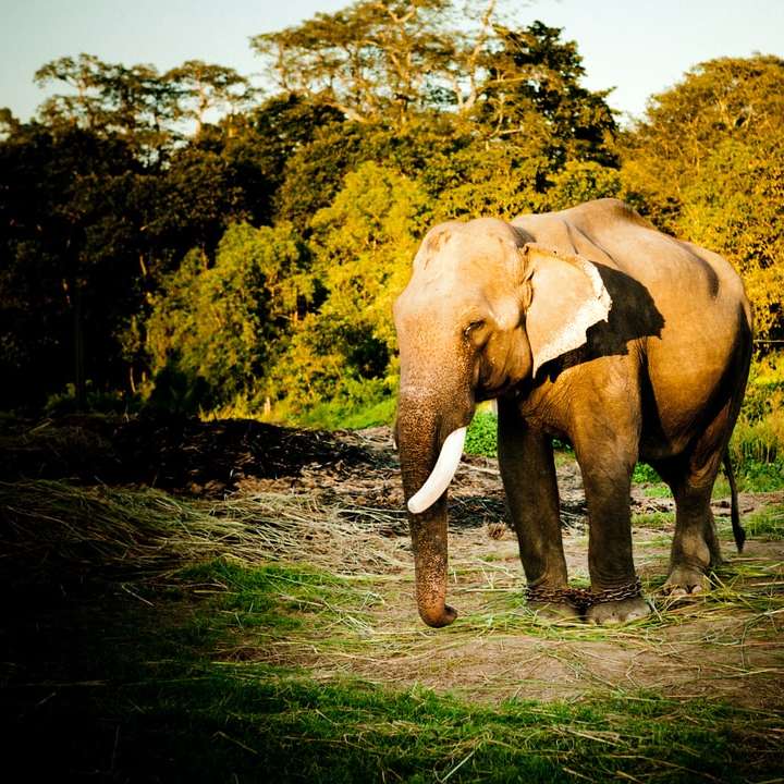 Szary słoń na zielonej trawie polu w ciągu dnia puzzle online