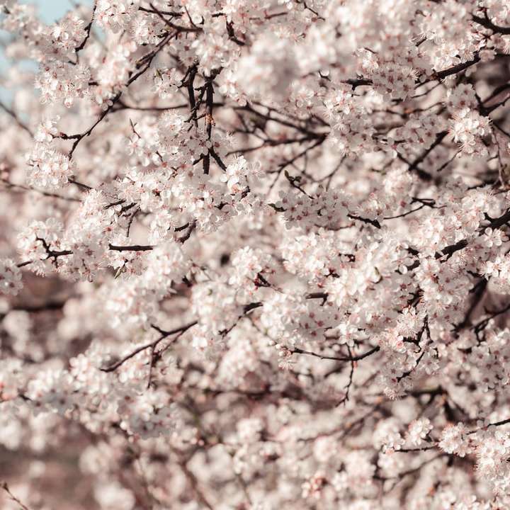 Białe drzewo wiśni kwitnącej w ciągu dnia puzzle przesuwne online