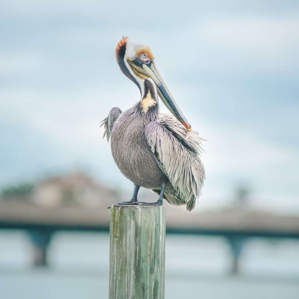 Grå pelikan på brunt träpost under dagtid glidande pussel online